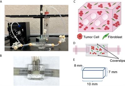 Extracellular Vesicle Mediated Tumor-Stromal Crosstalk Within an Engineered Lung Cancer Model